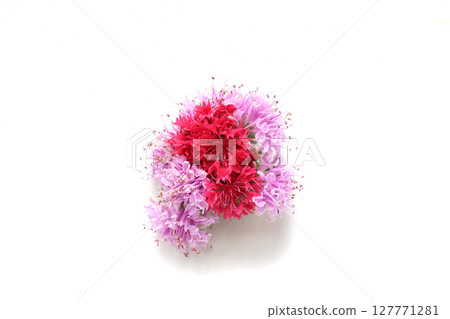 白色背景的馬薄荷和矢車菊花束 127771281