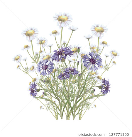 Bouquet of medicinal herbs chamomile,cornflower.Hand-drawn isolated clip-art on white backdround.Realistic images of herb flowers for packaging, textiles,wedding,cards,menu 127771300