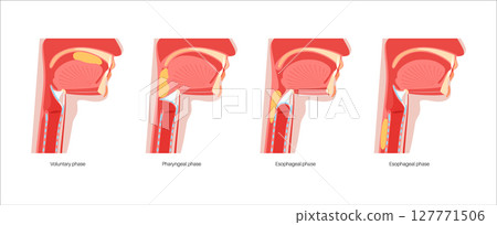 Swallowing process poster 127771506