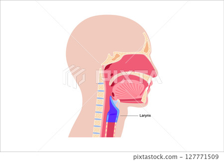 Larynx anatomy poster 127771509