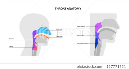 Throat anatomy poster 127771531