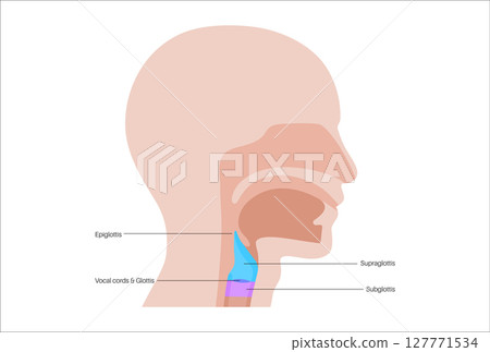 Larynx anatomy poster Larynx anatomy poster 127771534