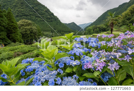 番椒梯田上盛開的繡球花 番椒梯田上盛開的繡球花 127771663