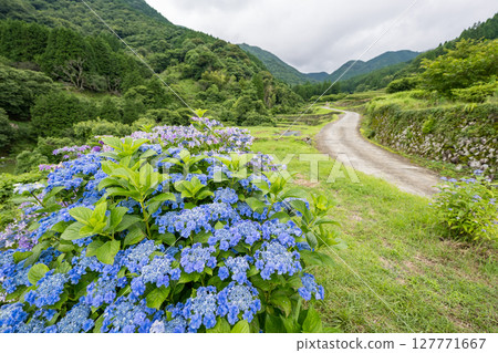 Hydrangeas blooming at the Bansho rice terraces 127771667