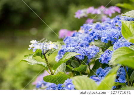 Hydrangeas blooming at the Bansho rice terraces Hydrangeas blooming at the Bansho rice terraces 127771671