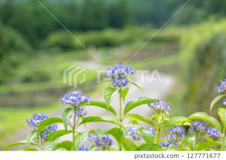 Hydrangeas blooming at the Bansho rice terraces Hydrangeas blooming at the Bansho rice terraces 127771677