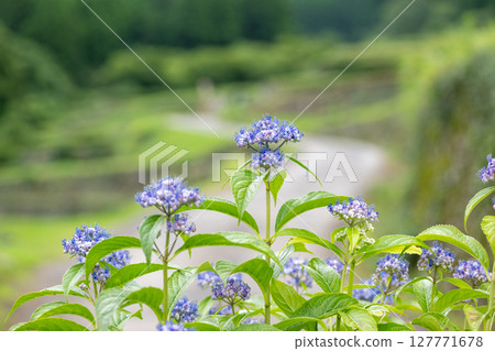 番椒梯田上盛開的繡球花 番椒梯田上盛開的繡球花 127771678