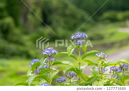 番椒梯田上盛開的繡球花 番椒梯田上盛開的繡球花 127771680