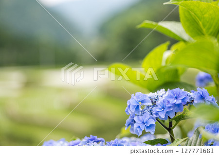 番椒梯田上盛開的繡球花 127771681