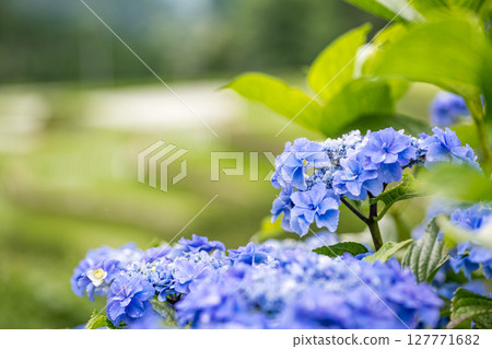 番椒梯田上盛開的繡球花 番椒梯田上盛開的繡球花 127771682