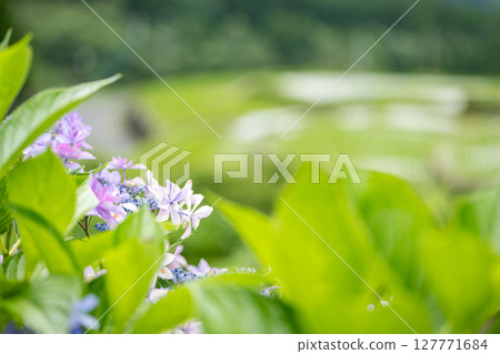 Hydrangeas blooming at the Bansho rice terraces Hydrangeas blooming at the Bansho rice terraces 127771684