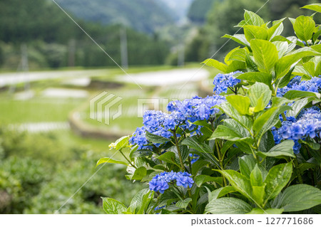 番椒梯田上盛開的繡球花 127771686