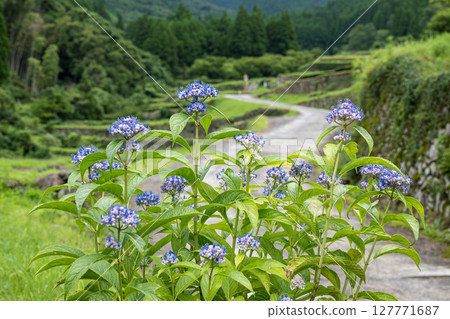 番椒梯田上盛開的繡球花 127771687