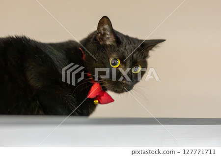 Black cat  127771711