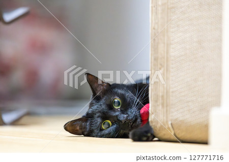黑貓 黑貓 127771716
