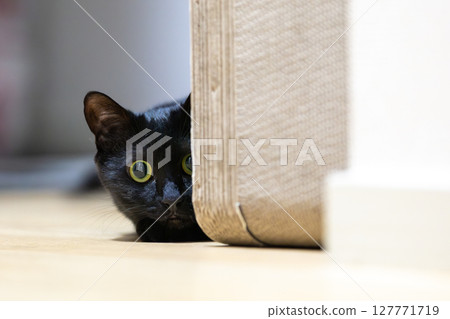 Black cat  127771719