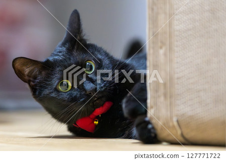 黑貓 黑貓 127771722