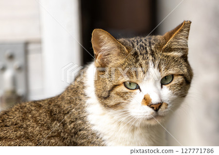 Stray cat Stray cat 127771786
