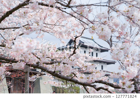 在Matsumae城堡的櫻花 127771824