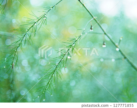 Leaves wet with morning dew and sparkles of water droplets (natural background) 127771855