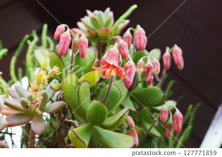 粉紅色的子葉花 粉紅色的子葉花 127771859