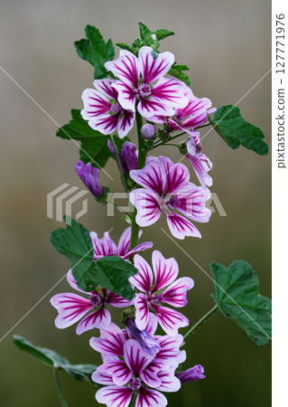 綠頭鴨花01 127771976