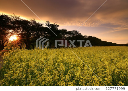 夕陽映照下的油菜花田 127771999