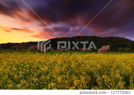 夕陽映照下的油菜花田 夕陽映照下的油菜花田 127772001