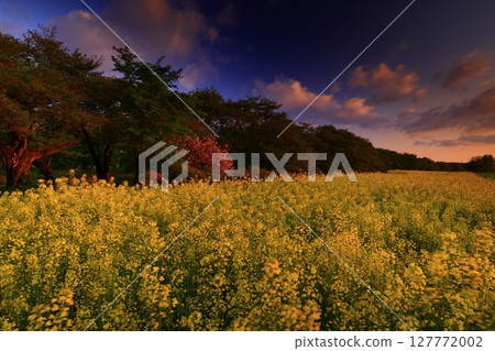 夕陽映照下的油菜花田 夕陽映照下的油菜花田 127772002