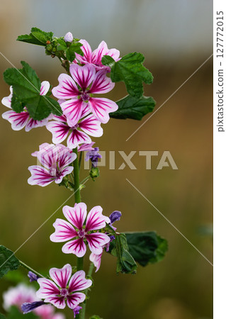 Mallard flower 02 127772015