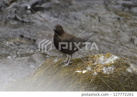 河邊小鳥 河邊小鳥 127772261