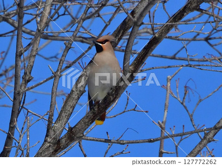 波希米亞太平鳥 波希米亞太平鳥 127772262