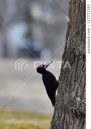 黑啄木鳥尋找食物 黑啄木鳥尋找食物 127772263