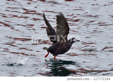 飛Kayumafuri 127772264