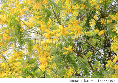 Silver acacia flowers in full bloom Silver acacia flowers in full bloom 127772408