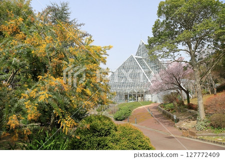 Silver acacia flowers in full bloom Silver acacia flowers in full bloom 127772409