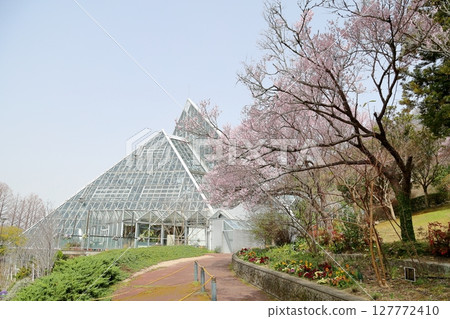 早開櫻花：江戶彼岸櫻花盛開 127772410