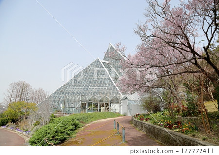 早開櫻花：江戶彼岸櫻花盛開 127772411