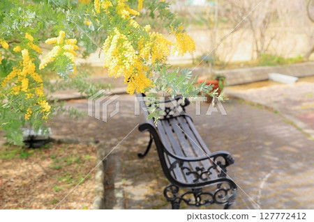 盛開的銀相思花 127772412