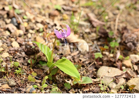 純正的犬齒紫羅蘭花 127772413