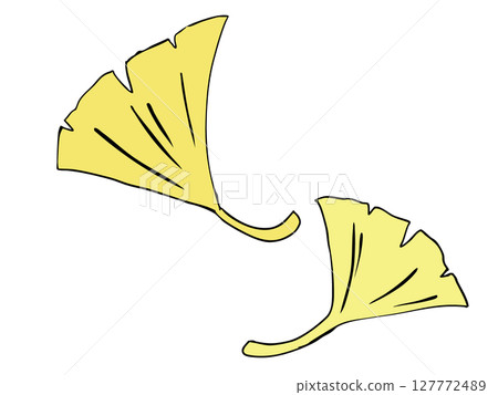 Ginkgo biloba Ginkgo biloba 127772489