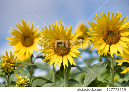 Sunflowers Flower Room Awaji Island 127772559