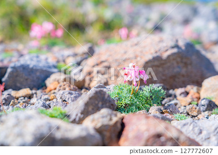 [Alpine plants] The queen of alpine plants, Dicentra persica, blooms in the gravel area of Mt. Norikura [Nagano Prefecture] 127772607