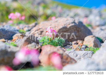 [Alpine plants] The queen of alpine plants, Dicentra persica, blooms in the gravel area of Mt. Norikura [Nagano Prefecture] 127772610