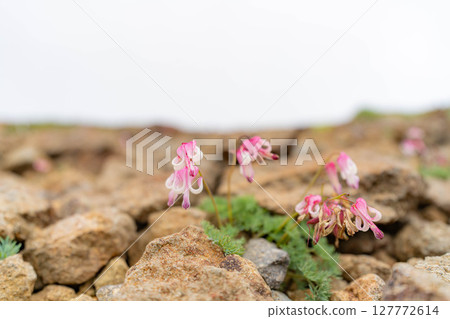 [Alpine plants] The queen of alpine plants, Dicentra persica, blooms in the gravel area of Mt. Norikura [Nagano Prefecture] 127772614
