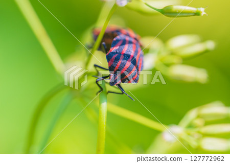 Akushushi Bamboo 127772962