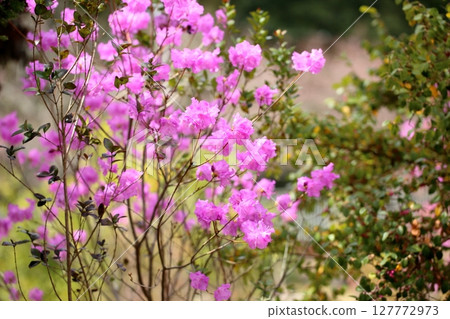 Toshanobu azalea flower 127772973