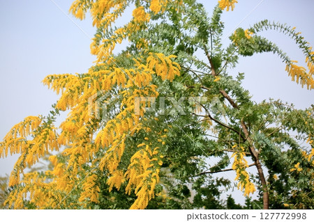 盛開的銀相思花 127772998