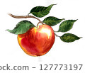 Apple fruit on a tree branch. Hand drawn watercolor illustration 127773197