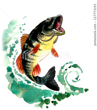 Leaping fish. Watercolor drawing Leaping fish. Watercolor drawing 127773201